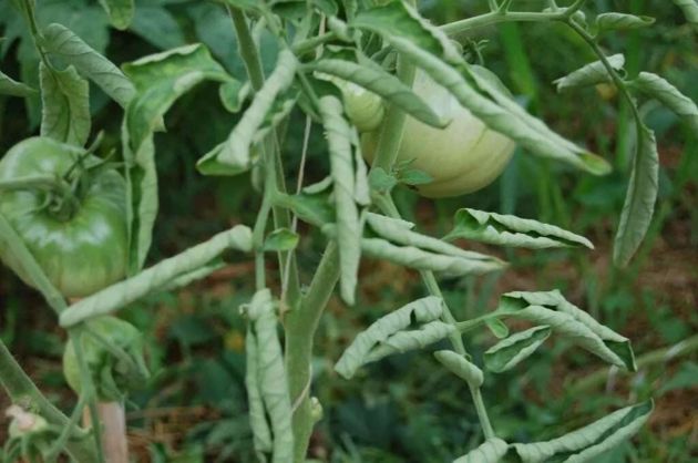 Закручивание листьев на томатах: что нужно срочно сделать, чтобы не остаться без урожая