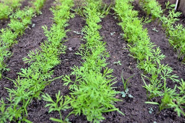 5 способов посева моркови, которые помогут избежать прореживания всходов