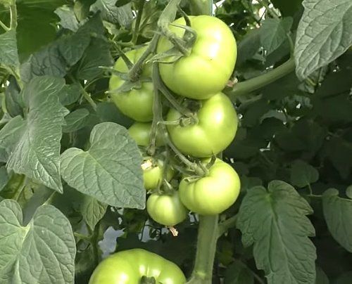 Чтобы томаты выросли крупнее, нужно лишь удалить одну маленькую деталь на стебле