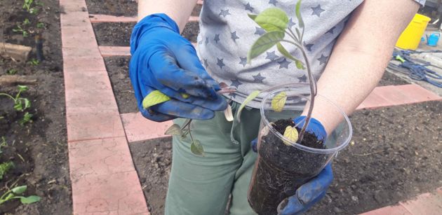 Хитрый трюк, как посадить томаты в открытый грунт, чтобы они дали максимальное количество плодов