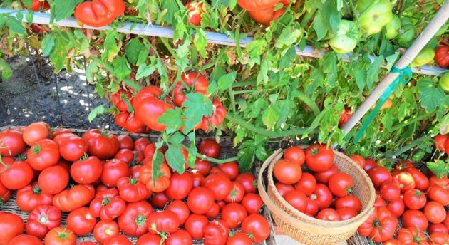 Подкормка в августе солевым раствором сделает ваши томаты вкусными и сочными, 