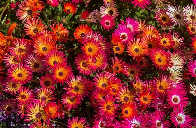 Какие красивые цветы можно посадить в своем саду?