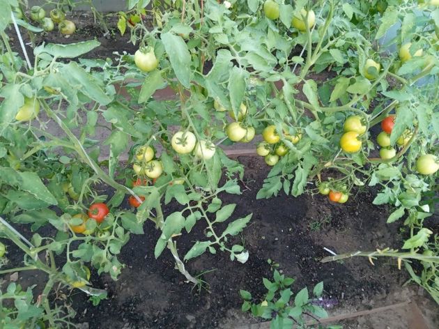 Август в разгаре: как ускорить созревания томатов