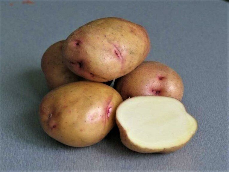 Скороспелый картофель. Яровизация картофеля перед посадкой в домашних