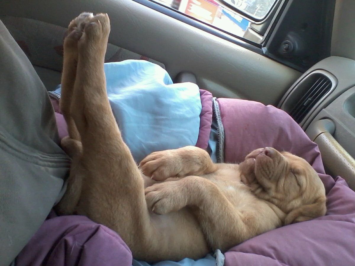 Собака на руках во сне. Спящие животные. Спящие животные смешные. Смешные спящие собаки.