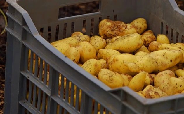 Никогда не нужно торопиться выкапывать картофель: на что ориентироваться и какие сорта когда выкапывать