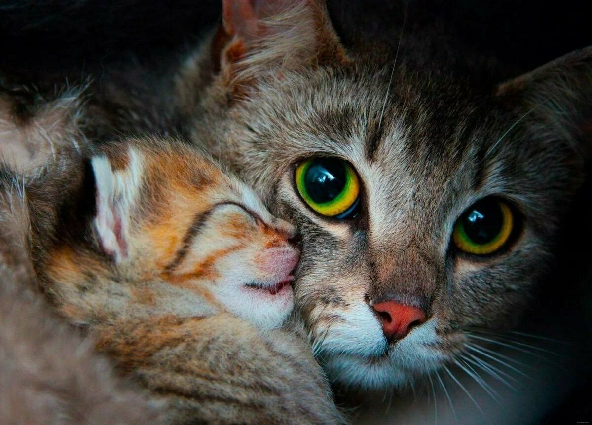 Про маму кошку. Кошка с котятами. Мама кошка и котенок. Котята с мамой. Котятки с мамой кошкой.