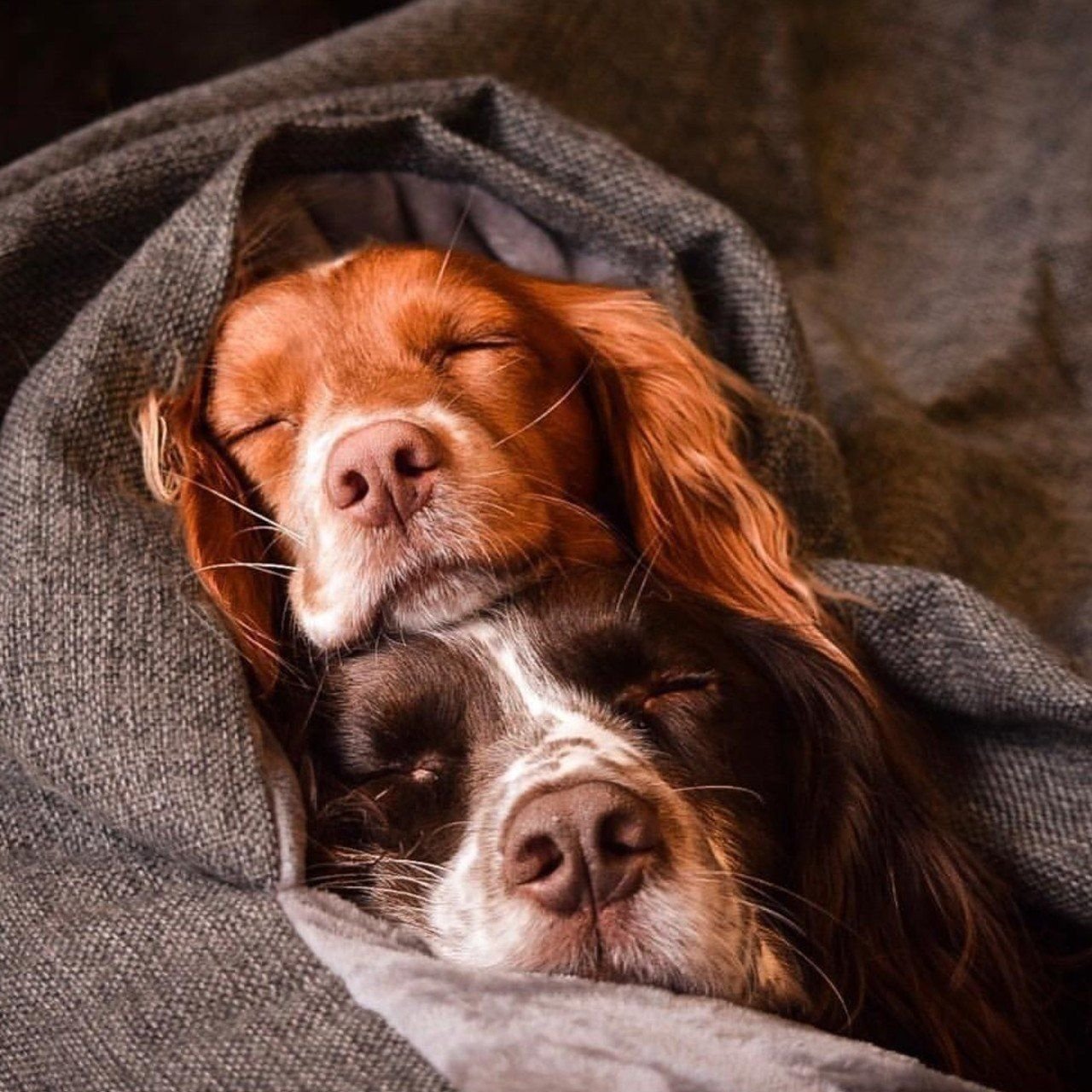 Собака на руках во сне. Сонная собака. Спящие щенки. Спящий пес.