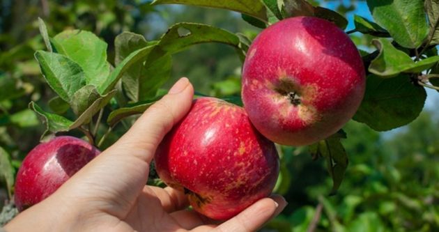 Советы по сбору урожая яблок и их хранению