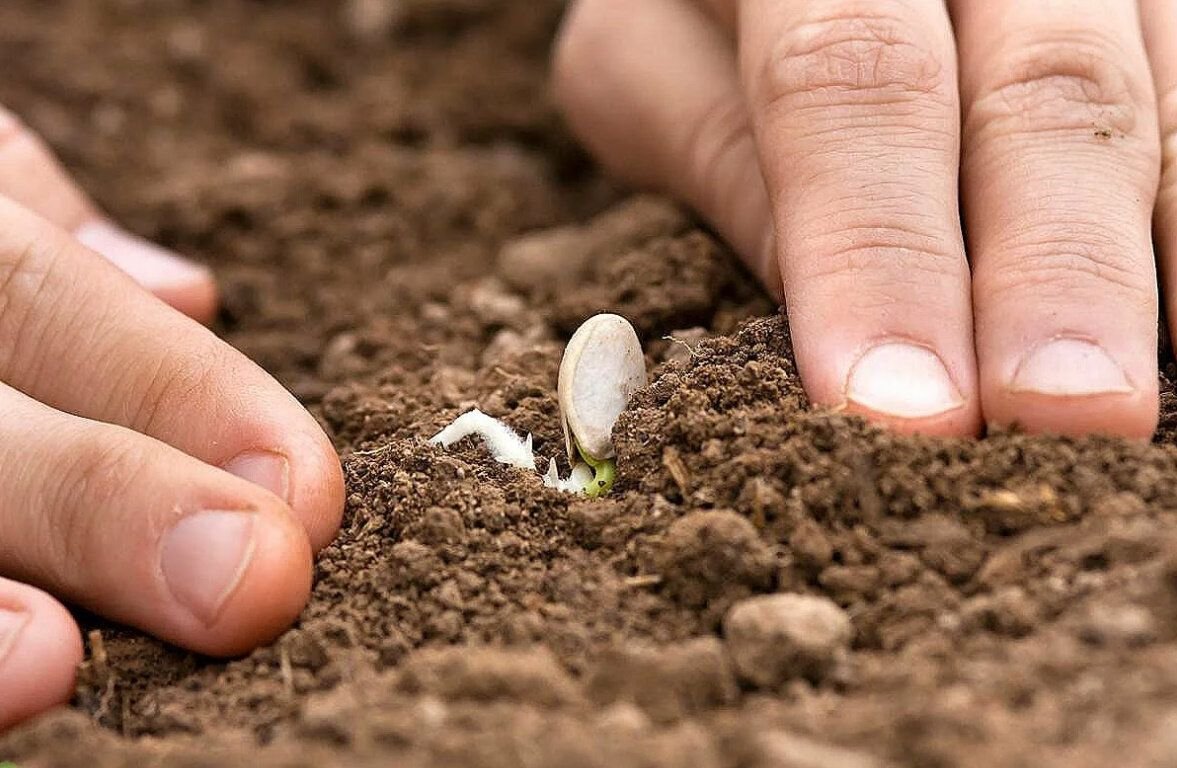 Семена тыквы посадка в грунт. Посев семян. Посев семян в грунт. Посадка семян в почву. Сажать семена в открытый грунт.