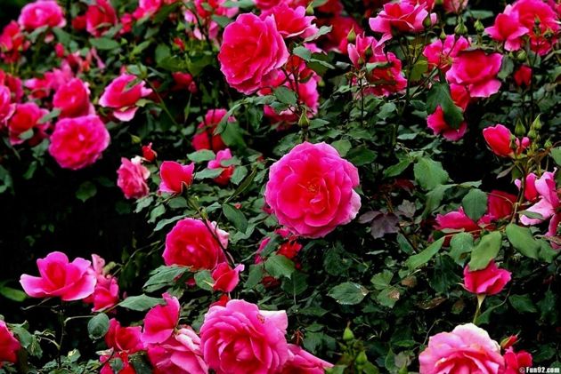 Весенняя подкормка роз. Какая органика нужна для пышного цветения