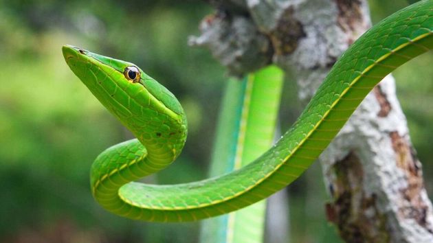 Зеленая виноградная змея – одна из самых красивых рептилий