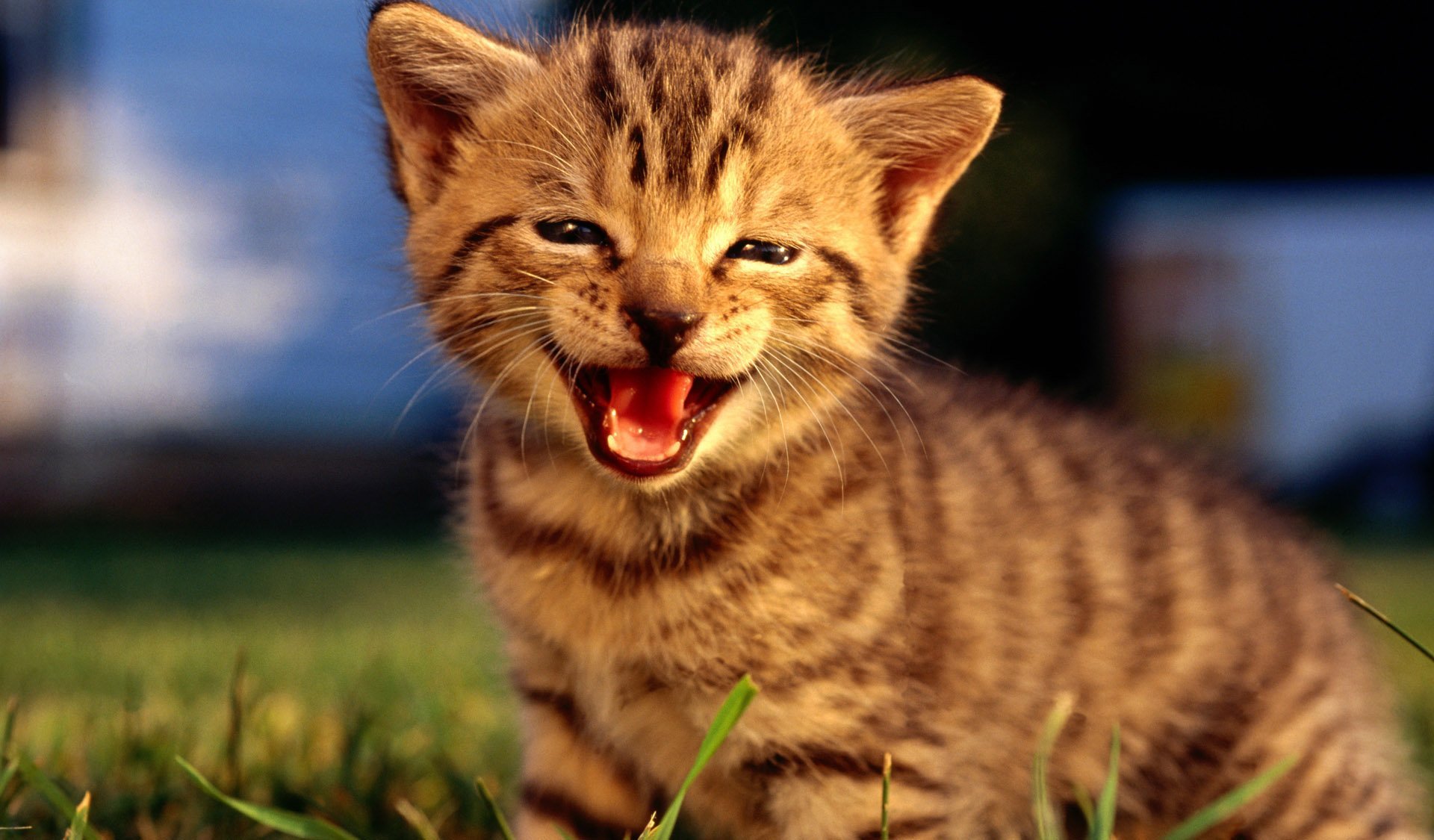 Красиво про кота. Счастливый кот. Кот улыбается. Радостный кот. Кот мяукает.