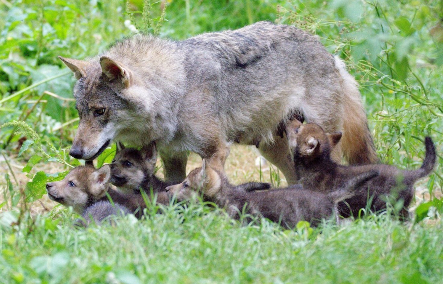 Семья диких животных. Волк, волчица, волчата – Волчье Логово,. Логово волка волчица волчата. Волк волчица и Волчонок. Логово волка с волчатами.