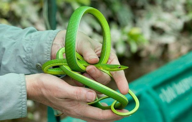 Зеленая виноградная змея – одна из самых красивых рептилий