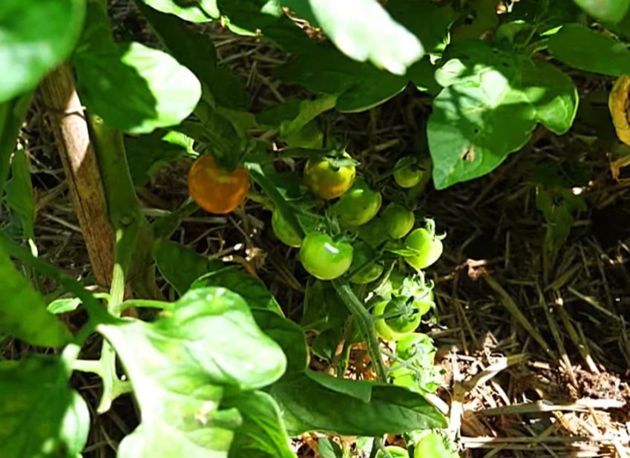 Завязь томатов может осыпаться. Чтобы этого не произошло и урожая было много, следует выполнить питательную подкормку