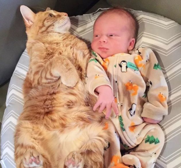 Кошка с ребенком