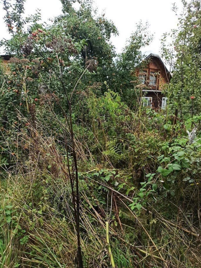 Мы купили дом на Алтае, рядом с Телецким озером: огромный заброшенный участок с крапивой и покосившимся забором