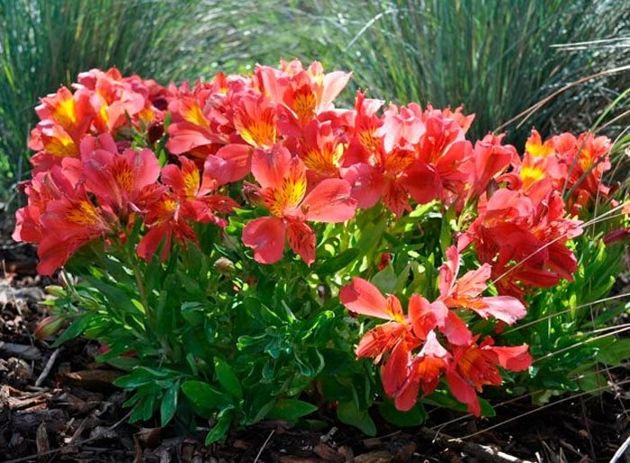Если вы хотите, чтобы ваш сад цвел и благоухал на протяжении всего летнего сезона посадите в нем цветы, представленные в этой статье