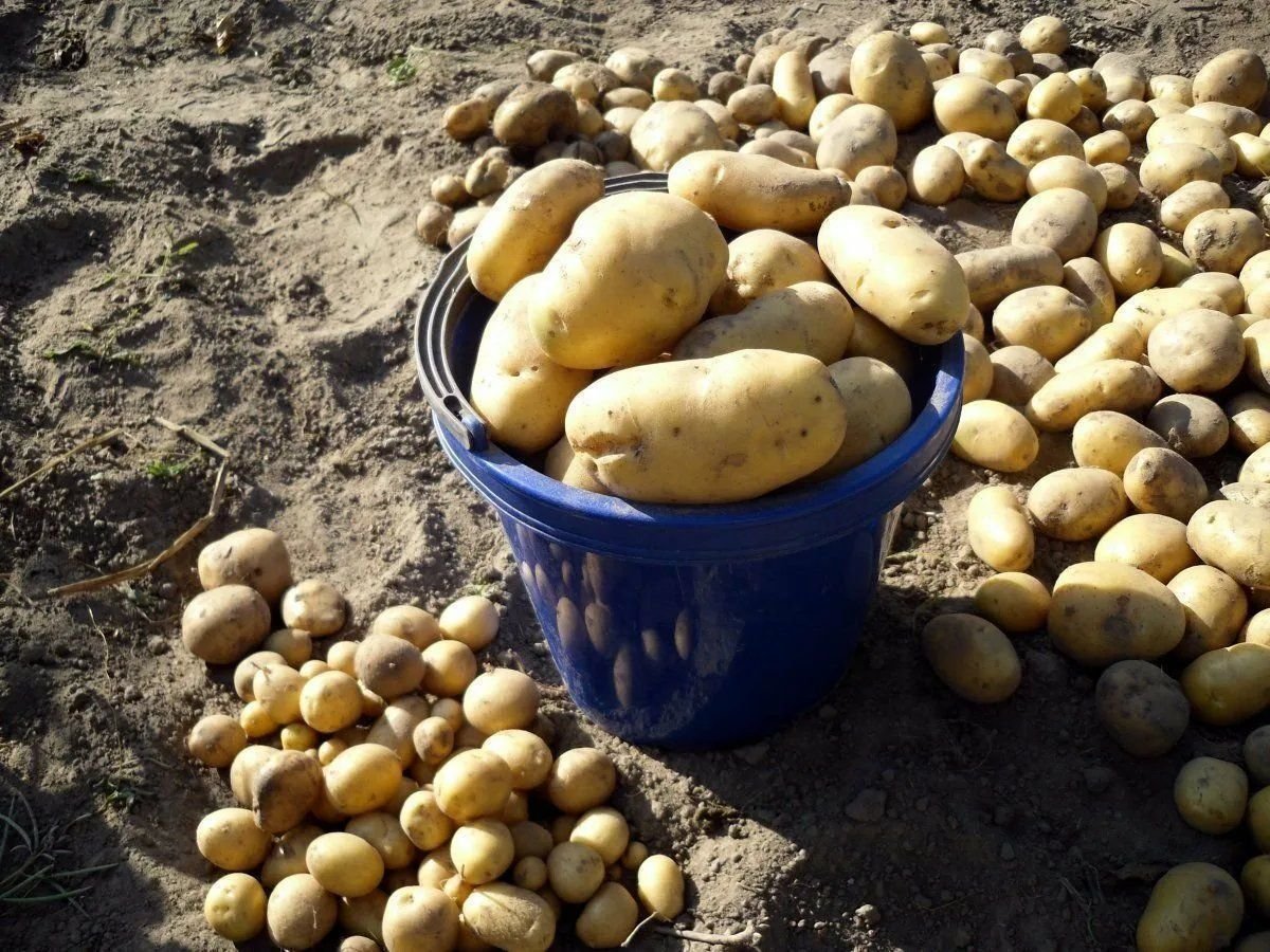 Сонник картошка видеть. Урожай картофеля. Большой урожай картошки. Огромный огород картошки. Сбор урожая картофеля.